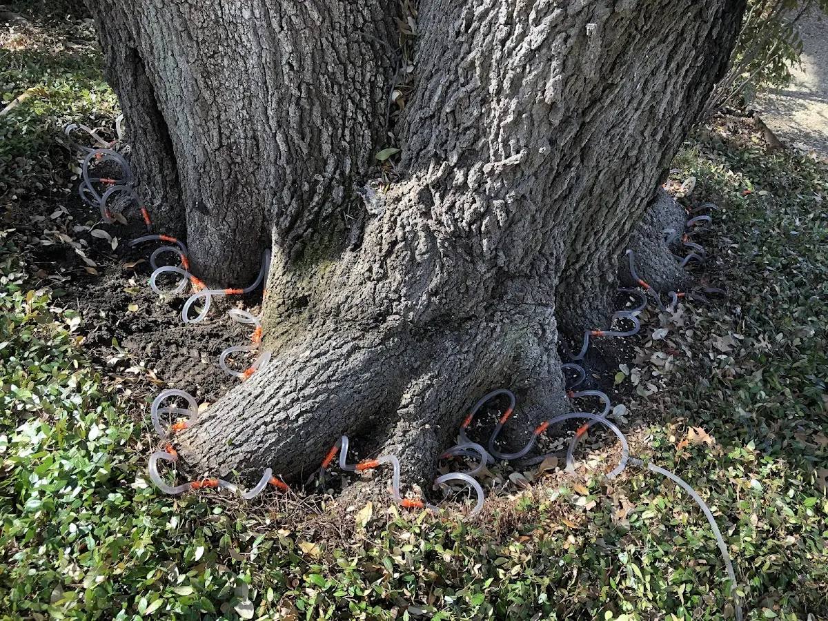 Detailed Tree Cabling and Bracing job site in Solo