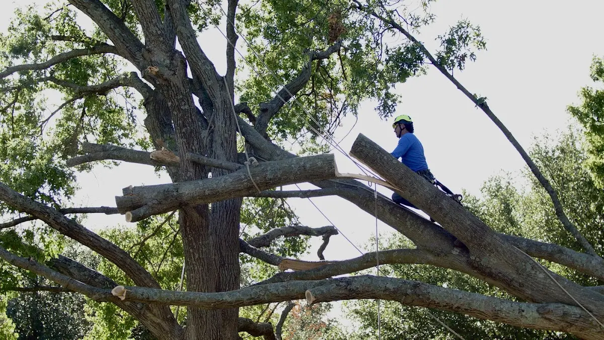 Professional Crown Thinning performed by certified arborists in Solo